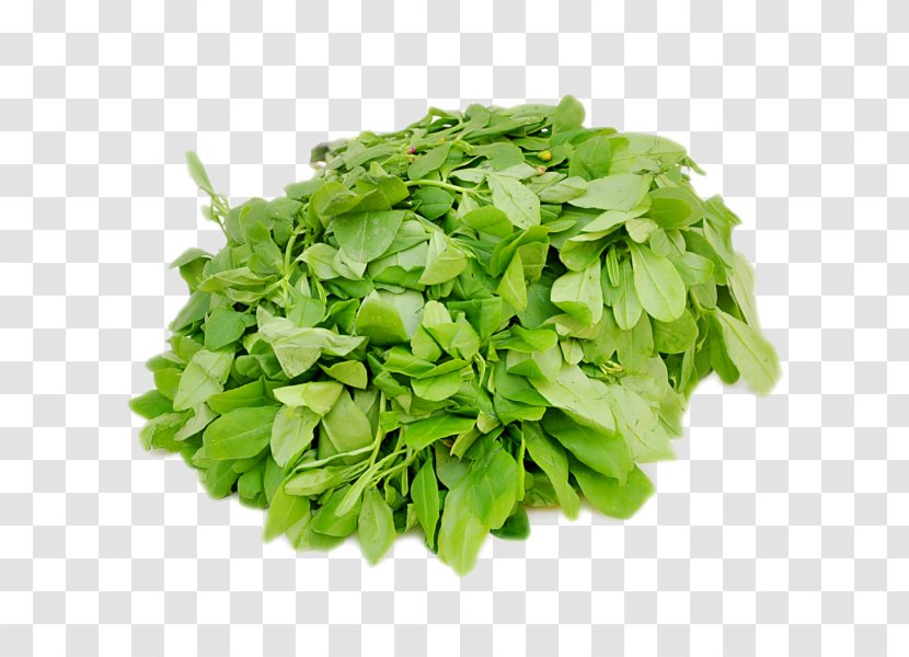 Mesclun Lettuce Leaf Vegetable Arugula - Variety Transparent PNG
