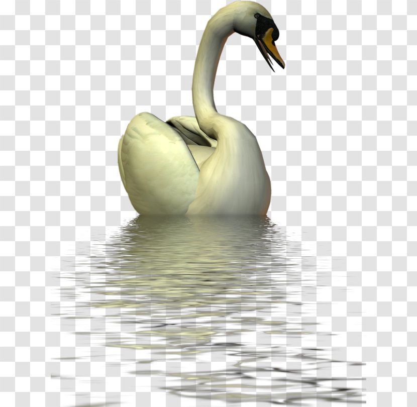 Duck Swan Goose Mute Bird Transparent PNG