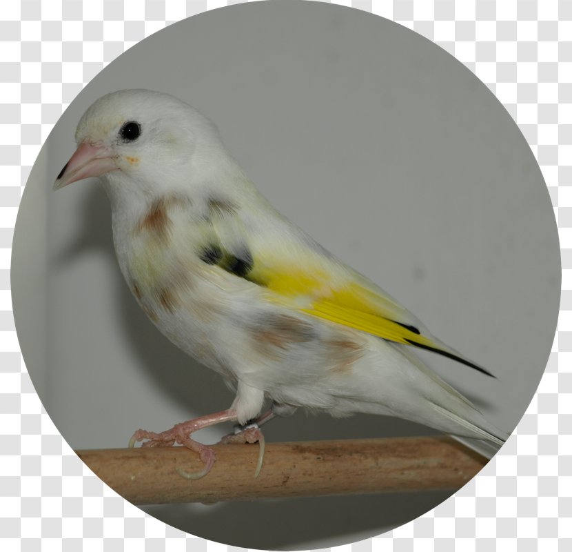 American Sparrows Fauna Beak Feather - Canary - 11 Birds Transparent PNG