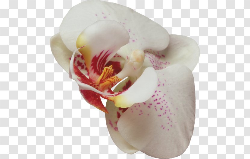 Moth Orchids Rainbow Six Siege Operation Blood Orchid Plant Flower Transparent PNG