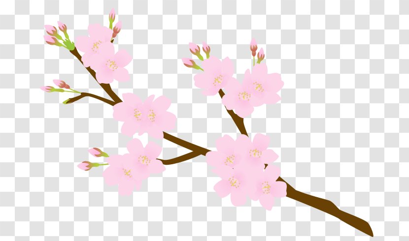 Cherry Blossom Flower Petal Floral Design - Branch - Flora Fauna Serenella Transparent PNG