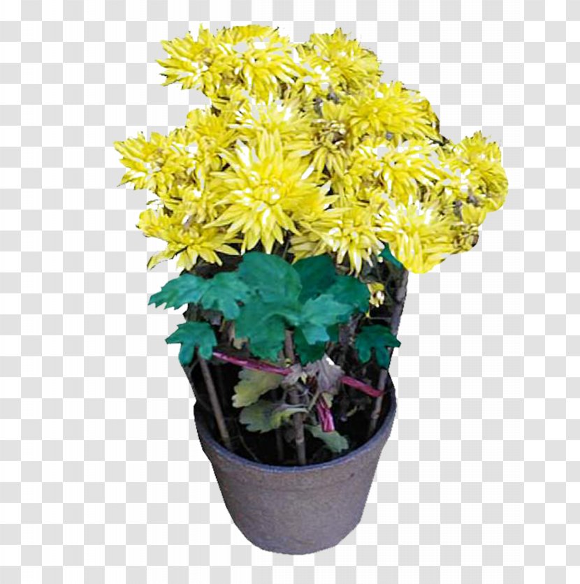 Chrysanthemum Flowerpot Bonsai Transparent PNG