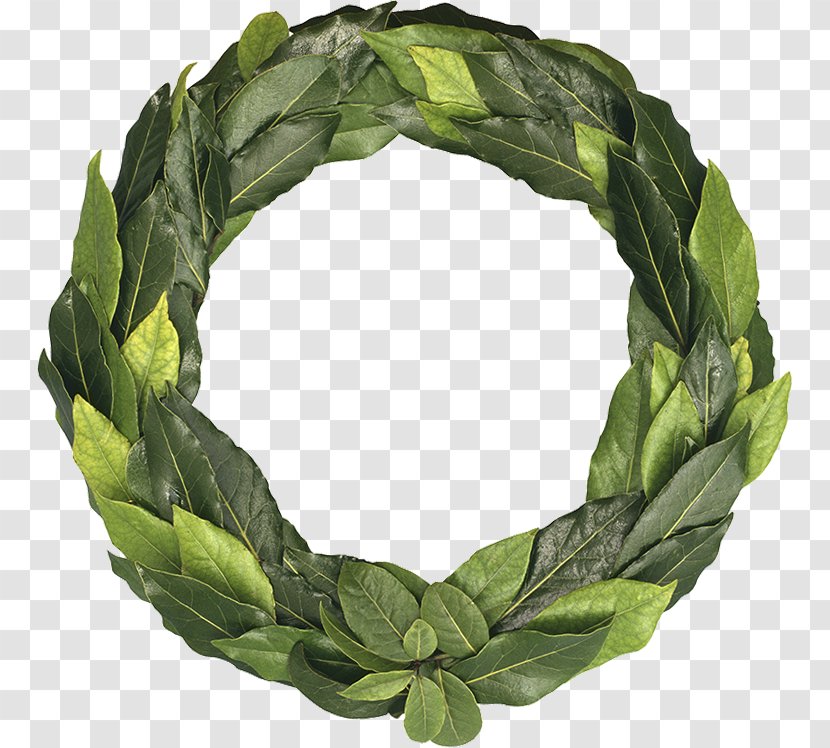Ancient Greece Laurel Wreath Leaf Olive - Bay Transparent PNG