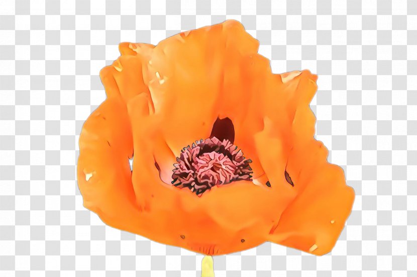 Poppy Flower - Week - Coquelicot Tulip Transparent PNG