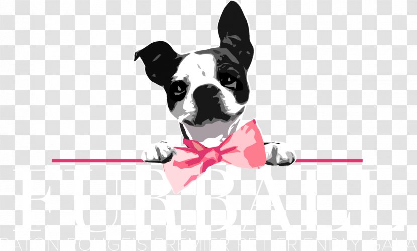 Boston Terrier Hilton Baton Rouge Capitol Center Dog Breed Companion Fur Ball 2018 - Puppy Transparent PNG