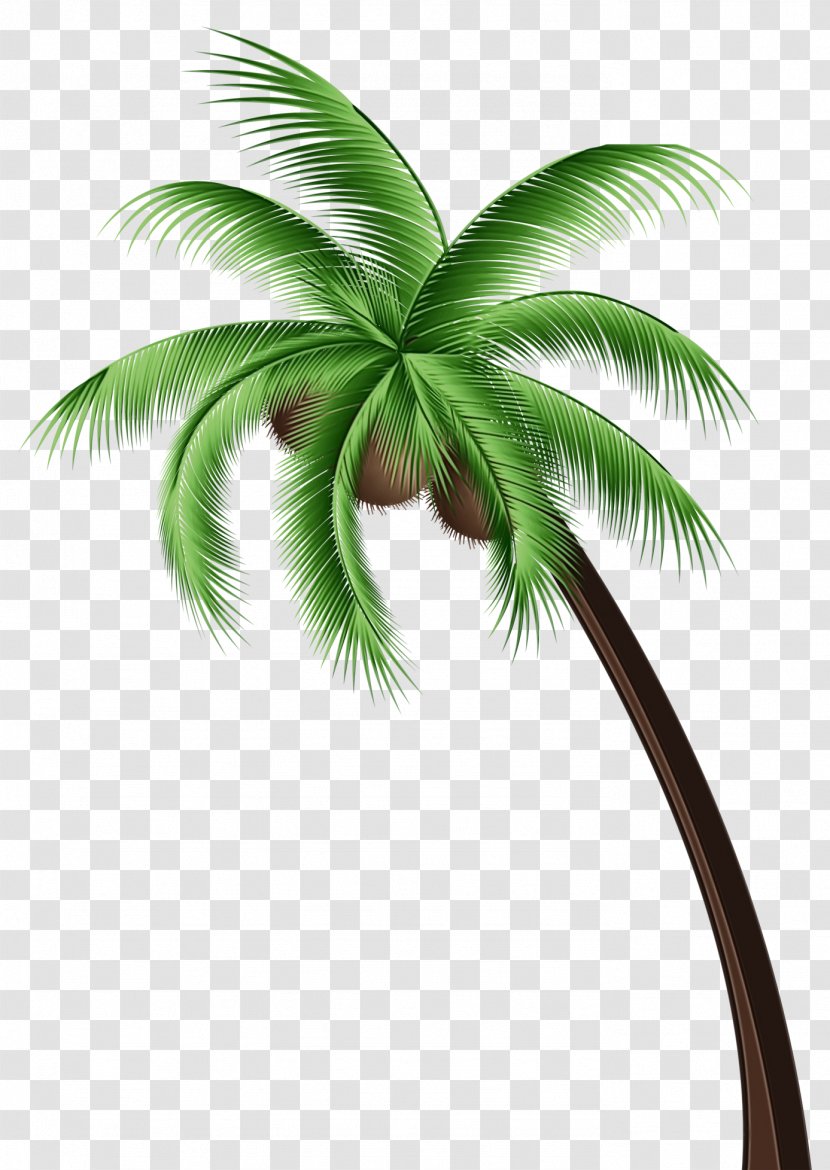 Palm Oil Tree - Plant - Elaeis Attalea Speciosa Transparent PNG