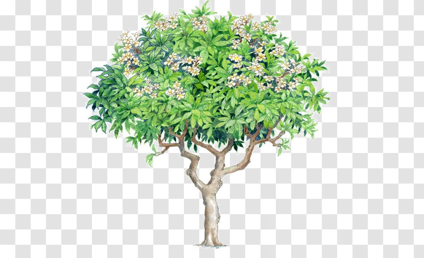 Image Tree Illustration Frangipani - Plane Transparent PNG