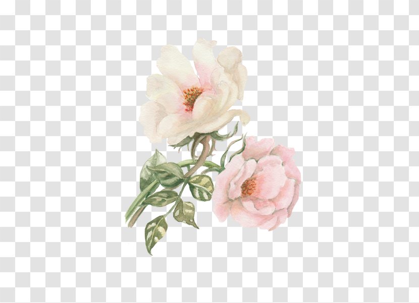 Watercolor: Flowers Watercolour Garden Roses Watercolor Painting - Art - Peony Transparent PNG