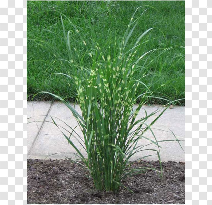 Chinese Silver Grass Ornamental Pampas Plant Vetiver Transparent PNG
