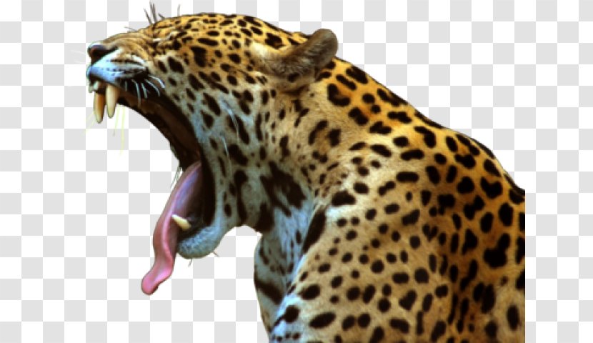 Leopard Jaguar Felidae Lion Cheetah - Fauna Transparent PNG