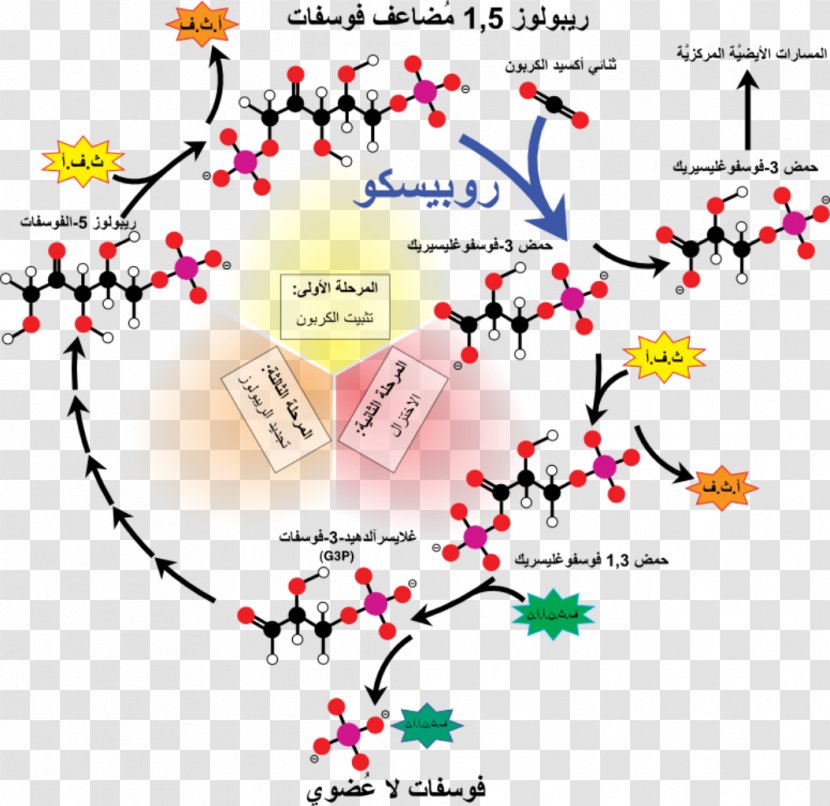 RuBisCO Calvin Cycle Light-independent Reactions Ribulose 1,5-bisphosphate Carbon Dioxide - Cartoon - Plants Transparent PNG