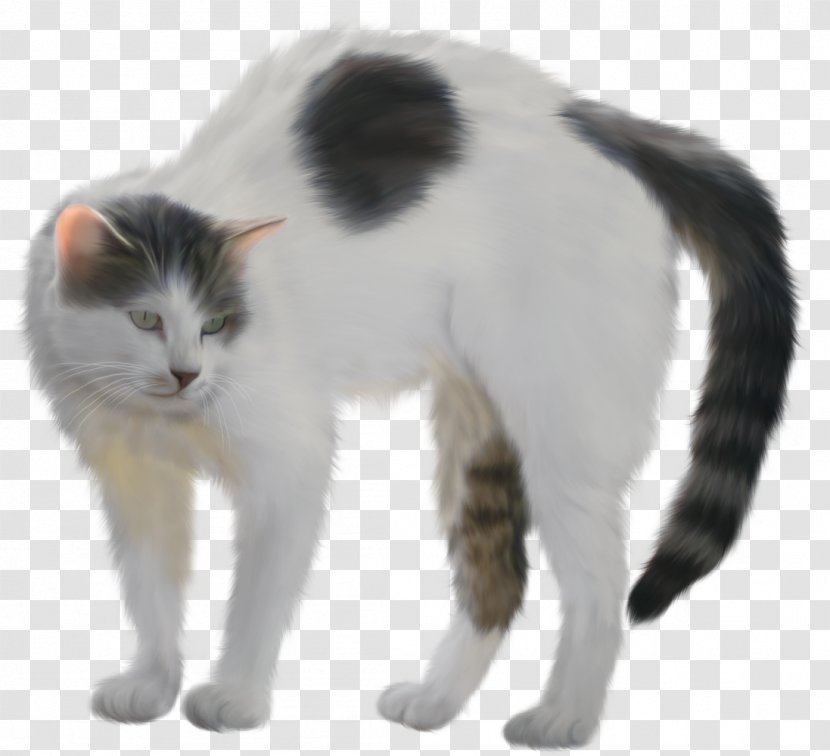 Kitten Van Cat Turkish Angora Black - Photography Transparent PNG