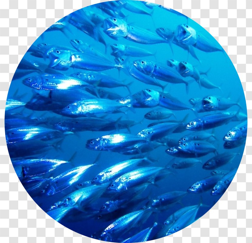 Finpesca S.r.l. Goldfish Oily Fish Sea - Climate Change Transparent PNG