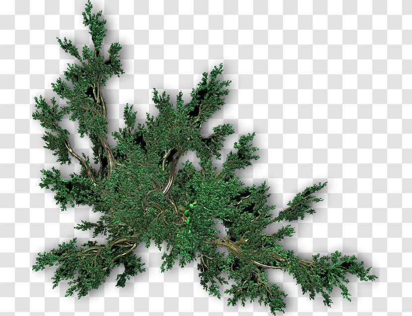 Spruce Christmas Tree Fir Pine - Ornament Transparent PNG