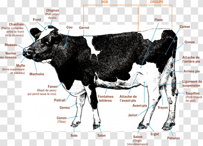 Dairy Cattle Cow Calf Human Anatomy Transparent PNG
