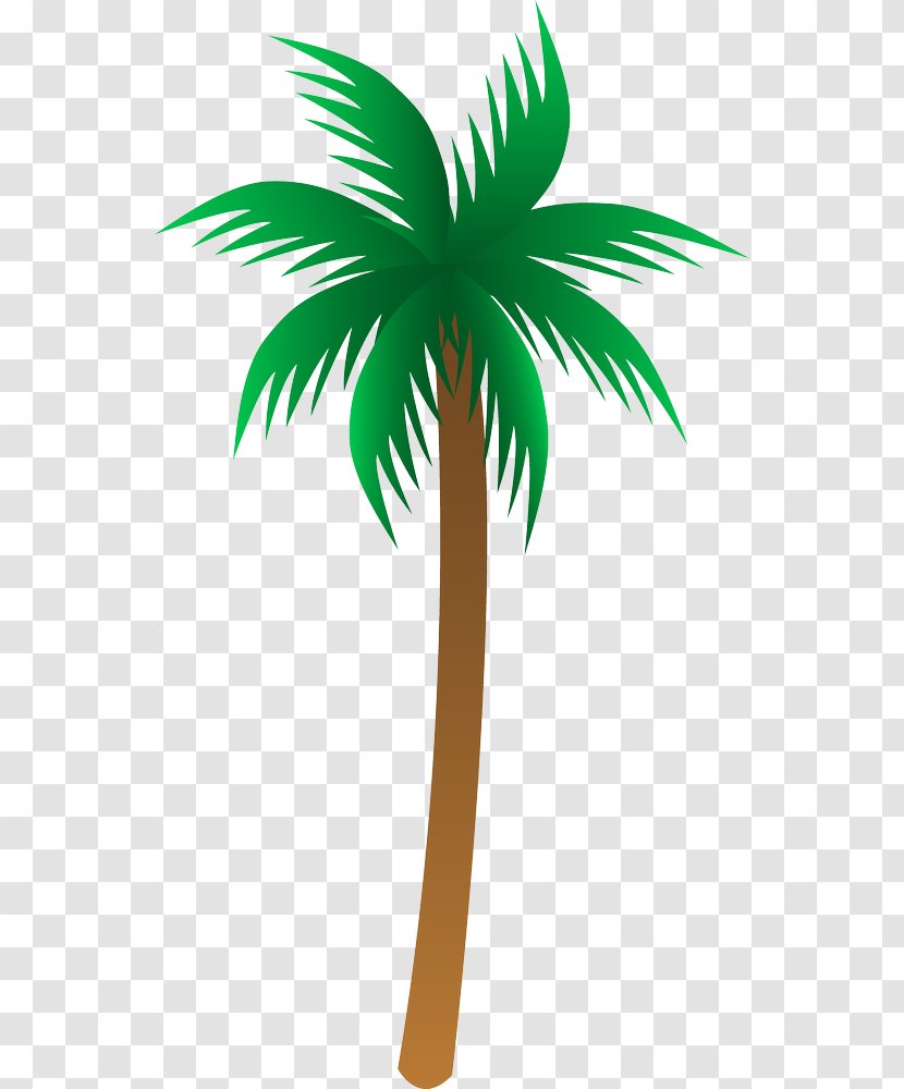 Arecaceae Drawing Clip Art - Woody Plant Transparent PNG