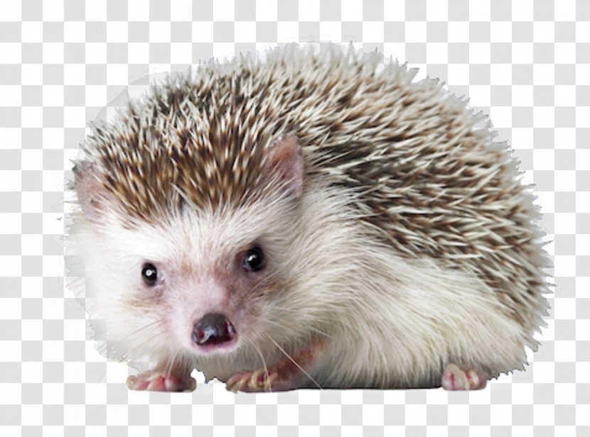 Domesticated Hedgehog Sea Urchin Sonic The Transparent PNG