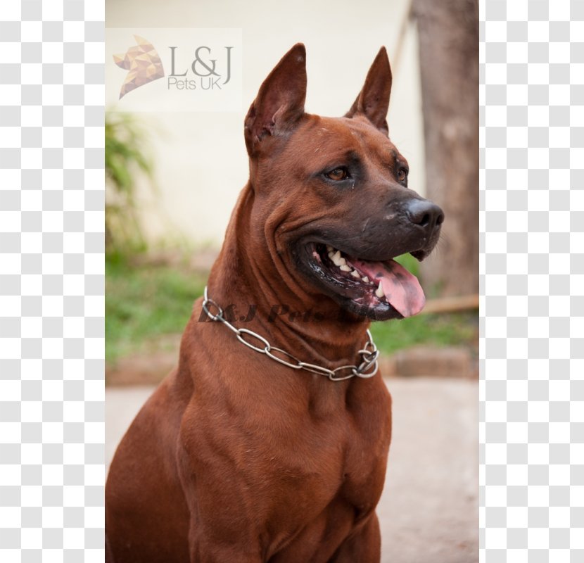 Thai Ridgeback Tosa Dog Breed Rhodesian Collar - Choke Transparent PNG