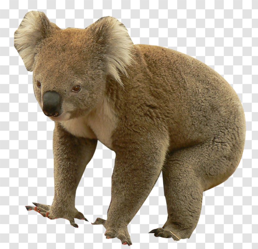 Brown Bear Koala Fauna Fur - Marsupial - Zoo Transparent PNG