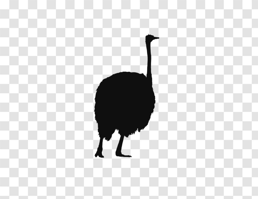 Common Ostrich Vecteur - Black And White Transparent PNG
