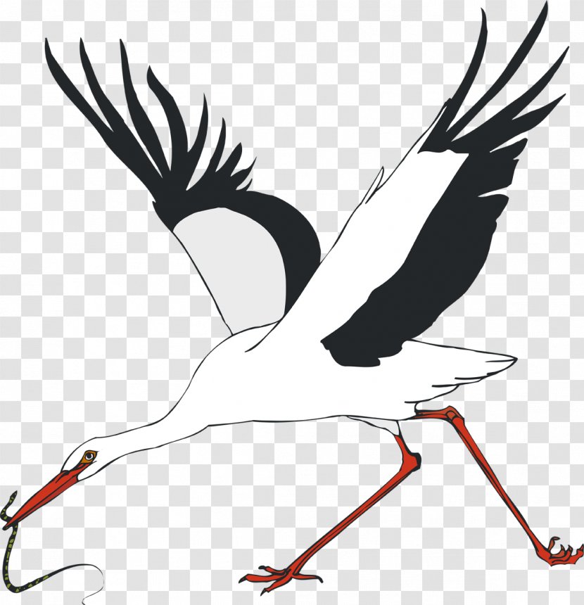 White Stork Water Bird Crane - Beak Transparent PNG