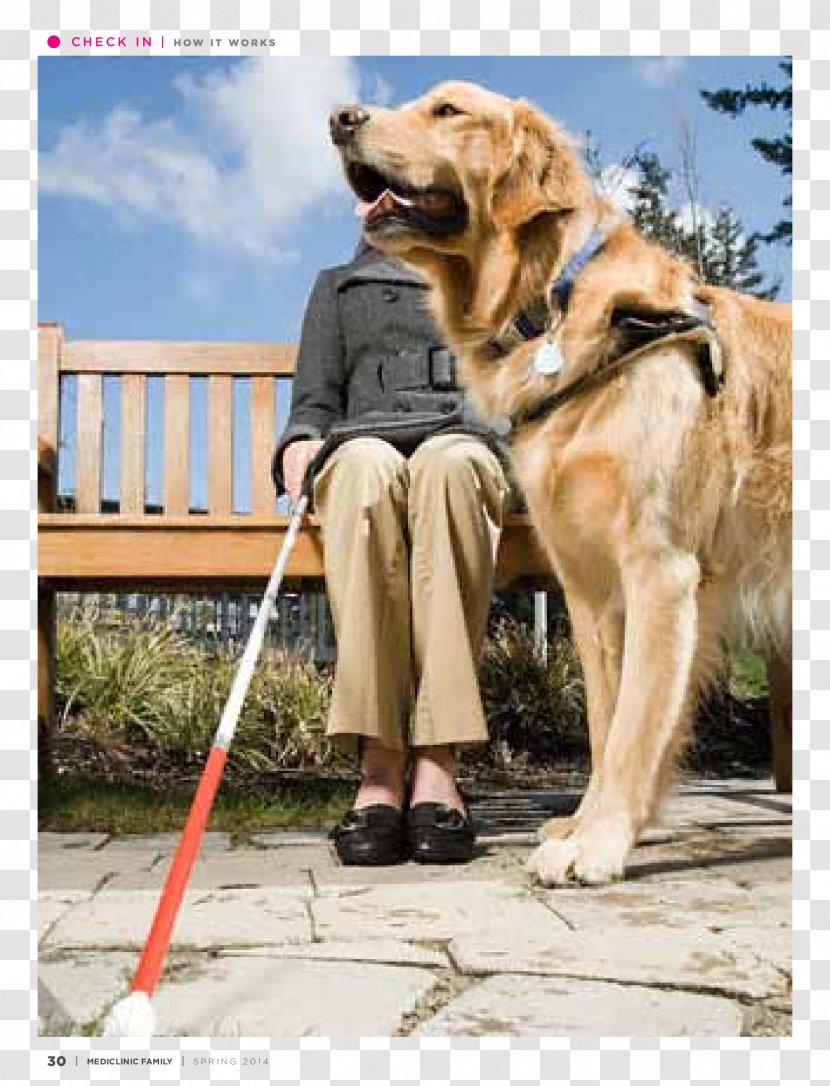 Labrador Retriever Golden Service Dog Guide Animal - Pet Transparent PNG