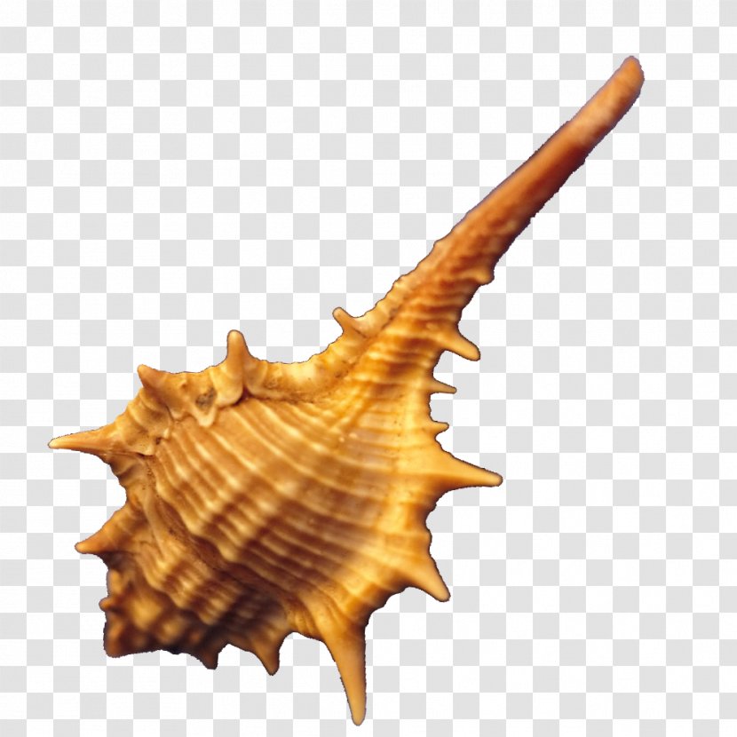 Conch - Sea Snail - Conchology Transparent PNG