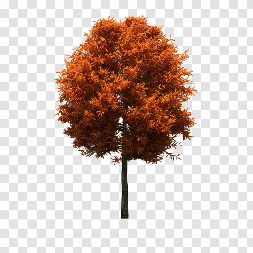 Autumn Download Tree - Plant Transparent PNG