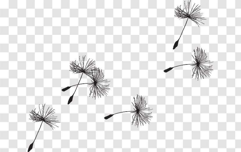 dandelion seeds clipart black