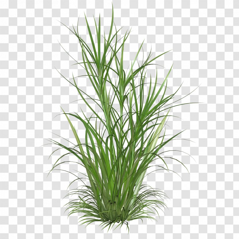 Clip Art Ornamental Grass Grasses Image - Lawn - Plnats Pattern Transparent PNG