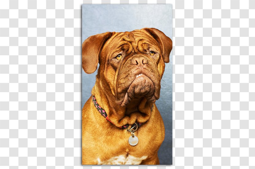 Dogue De Bordeaux English Mastiff Bullmastiff Ca Bou Boxer - Companion Dog - Puppy Transparent PNG