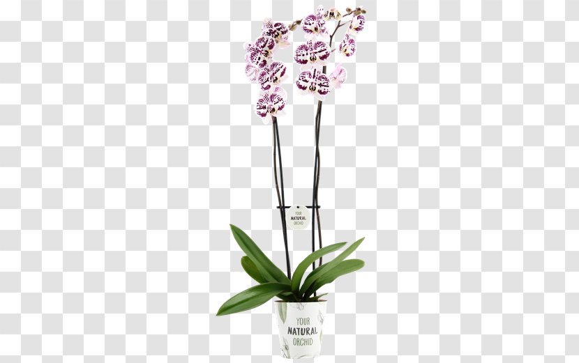 Moth Orchids Cut Flowers Flowerpot Plant Stem - Phalaenopsis Transparent PNG