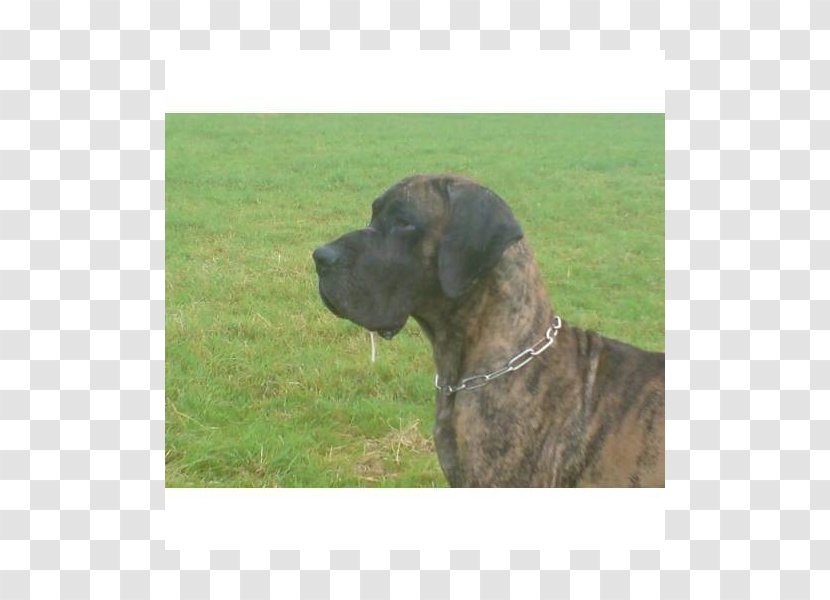 Dog Breed Plott Hound Great Dane Fila Brasileiro Rare (dog) - Deutsche Dogge Transparent PNG