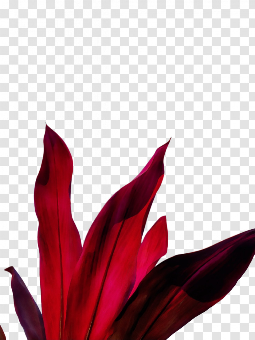 Flower Leaf Petal Red Plants Transparent PNG