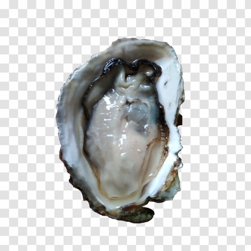 Oyster Seafood Mollusc Shell Euclidean Vector - Clams Oysters Mussels And Scallops Transparent PNG