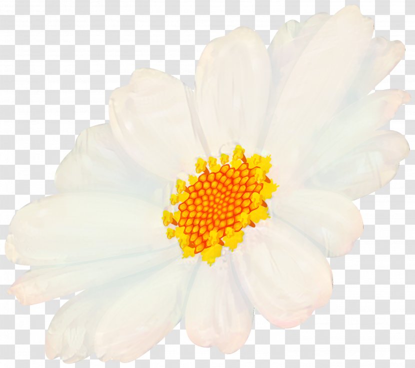 Chrysanthemum Oxeye Daisy Petal - Mayweed Transparent PNG