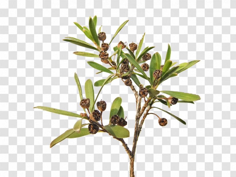 Kunzea Ericoides Ambigua Shrub Leaf Tree - Pine Transparent PNG