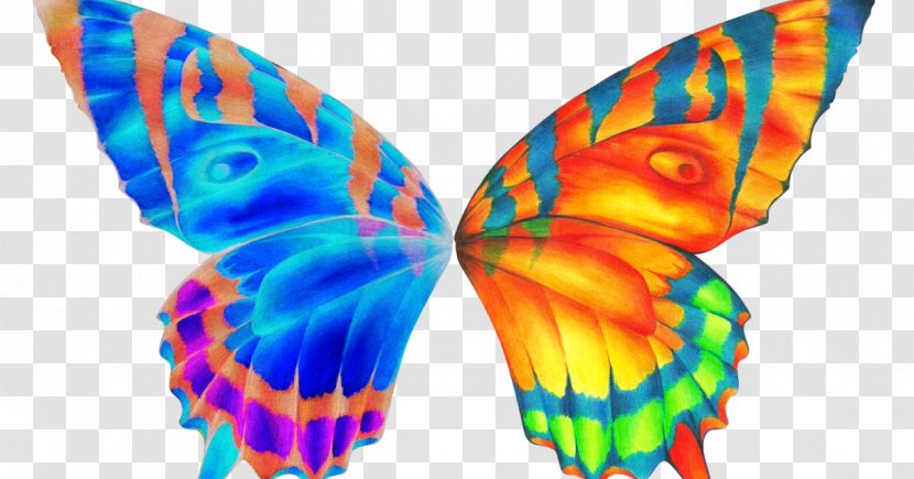 Butterfly Clip Art - Document Transparent PNG