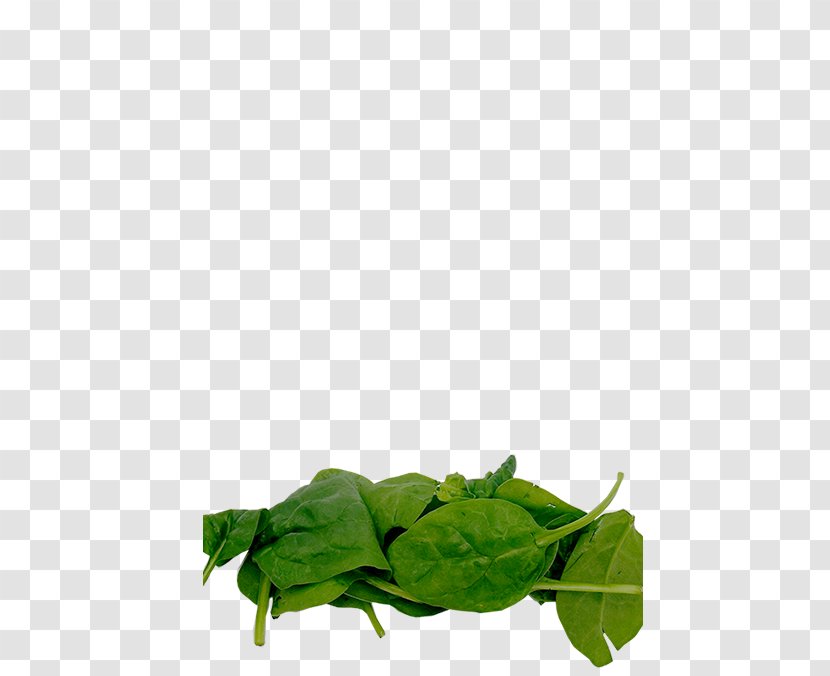 Leaf Vegetable Herb Transparent PNG