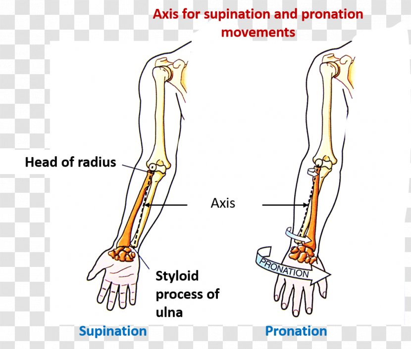 Thumb Anatomy Supination Human Body Forearm - Flower - Arm Transparent PNG