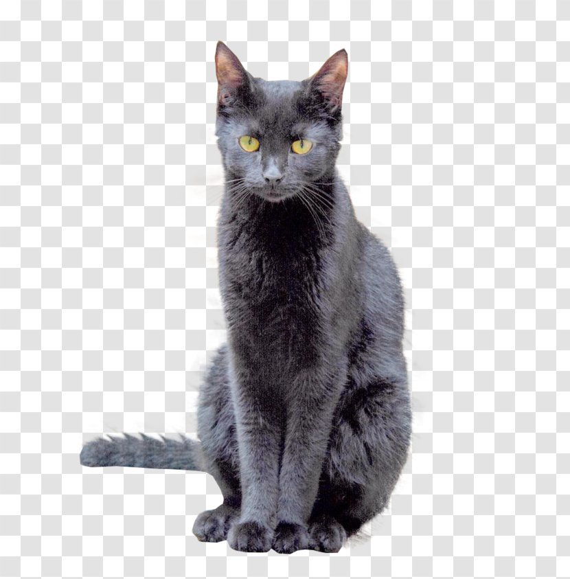 Korat European Shorthair Russian Blue Bombay Cat Chartreux - Snout - Sylvester Transparent PNG