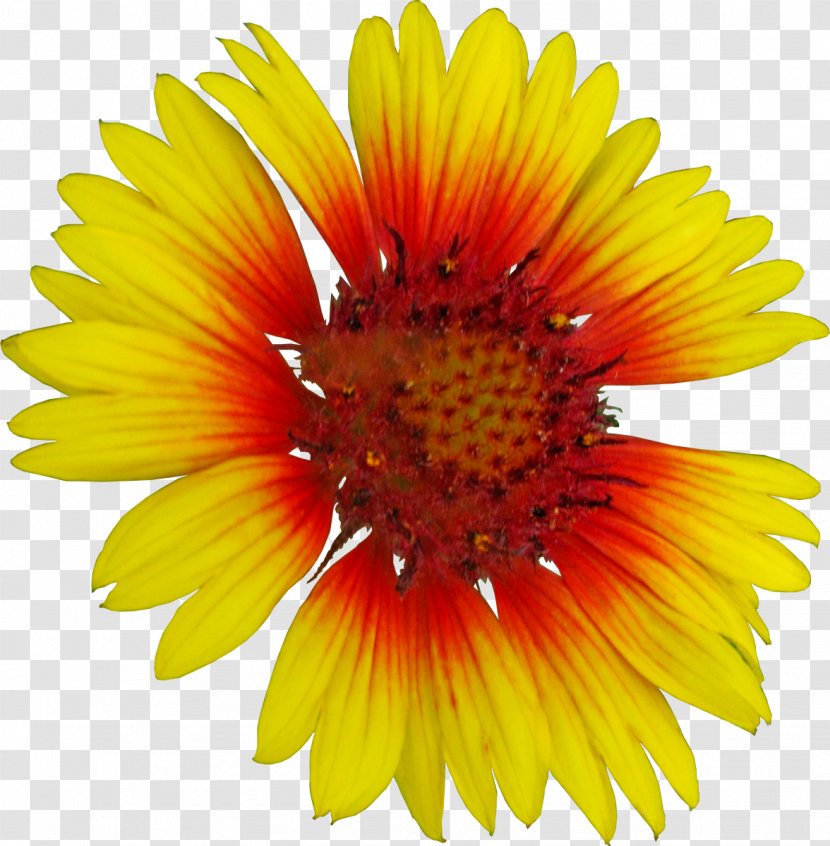 Common Sunflower Photography Getty Images - Seed - Light-colored Flowers Transparent PNG