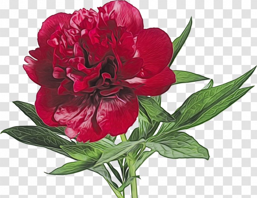 Flower Flowering Plant Common Peony Red - Wild Cut Flowers Transparent PNG