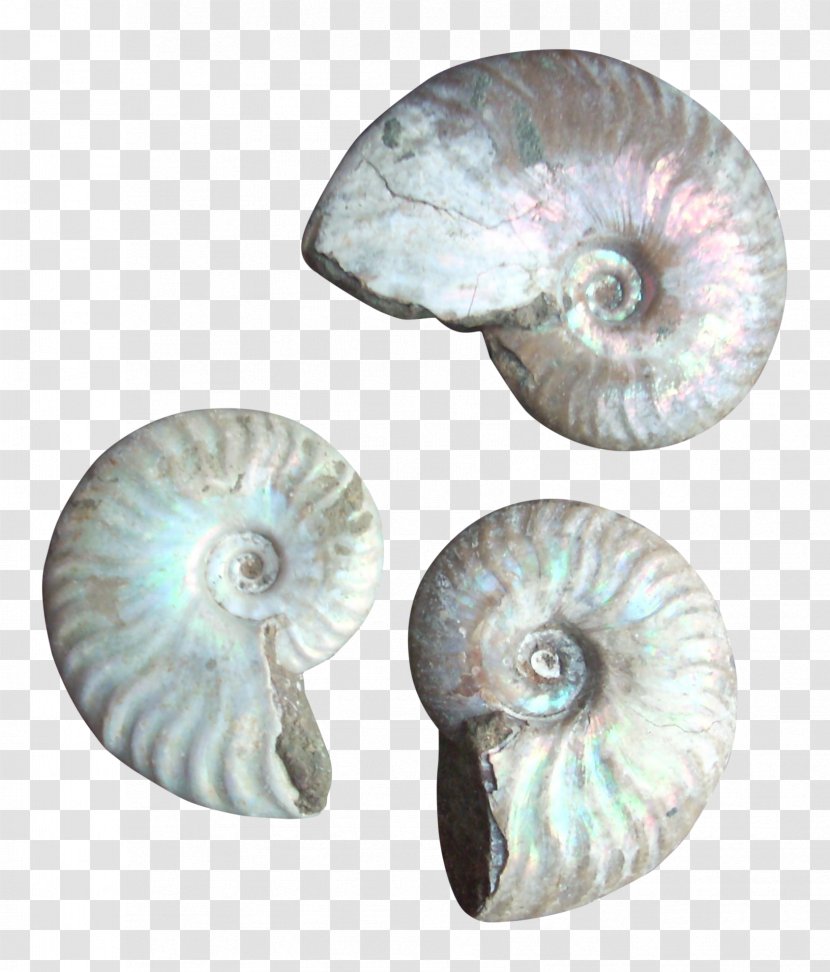 Nautiluses Seashell Conchology - Organism - Nautilus Transparent PNG
