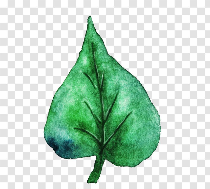 Green Leaf Background - Internet - Anthurium Woody Plant Transparent PNG