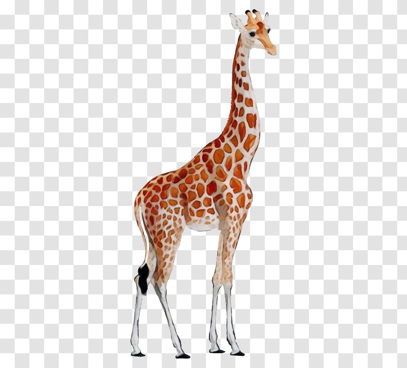 Watercolor Animal - Northern Giraffe - Toy Figurine Transparent PNG
