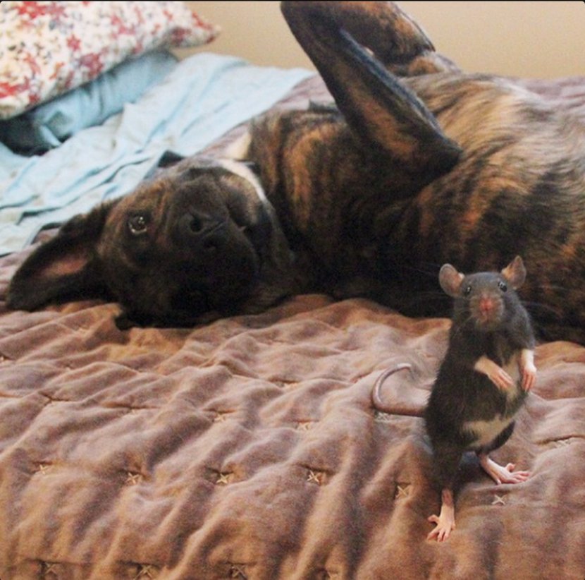 Dutch Shepherd German Black And Tan Coonhound Rat Puppy - Pet - & Mouse Transparent PNG