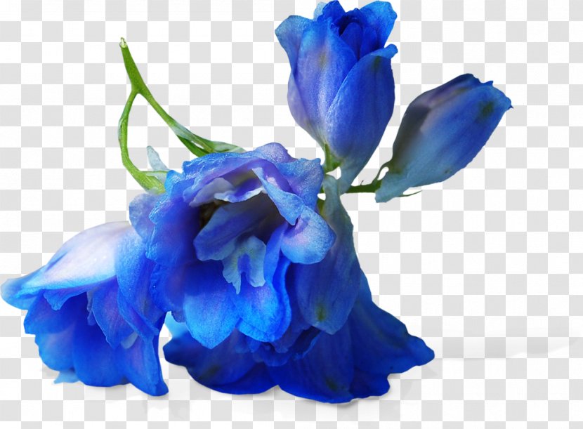 Blue Flower Petal Cobalt Cut Flowers - Iris Violet Transparent PNG