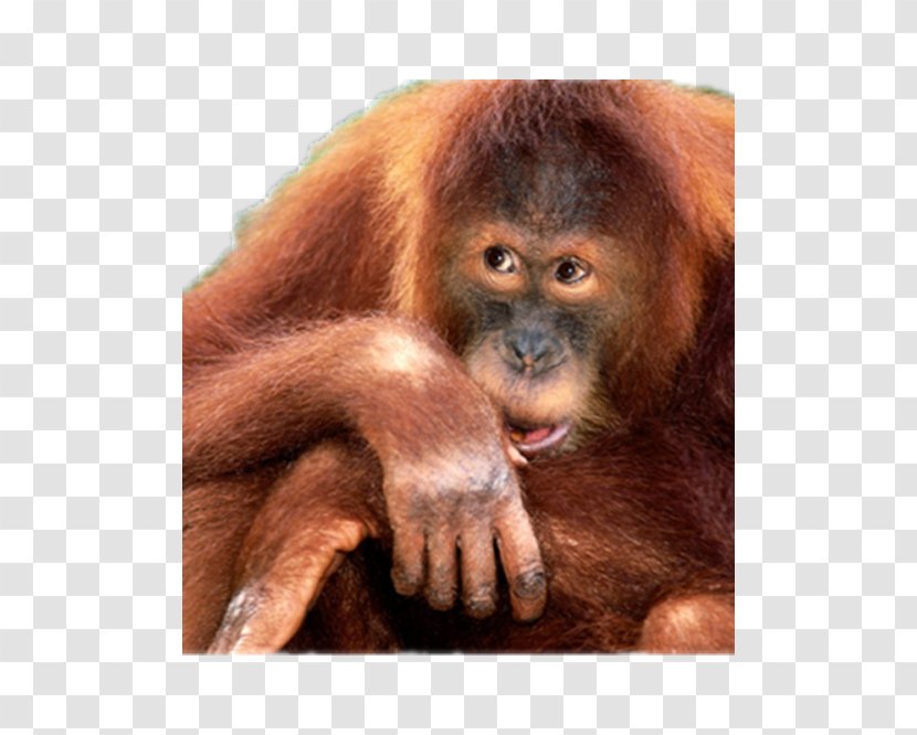 Orangutan Primate Monkey World Chimpanzee - Watercolor - Silhouette Transparent PNG