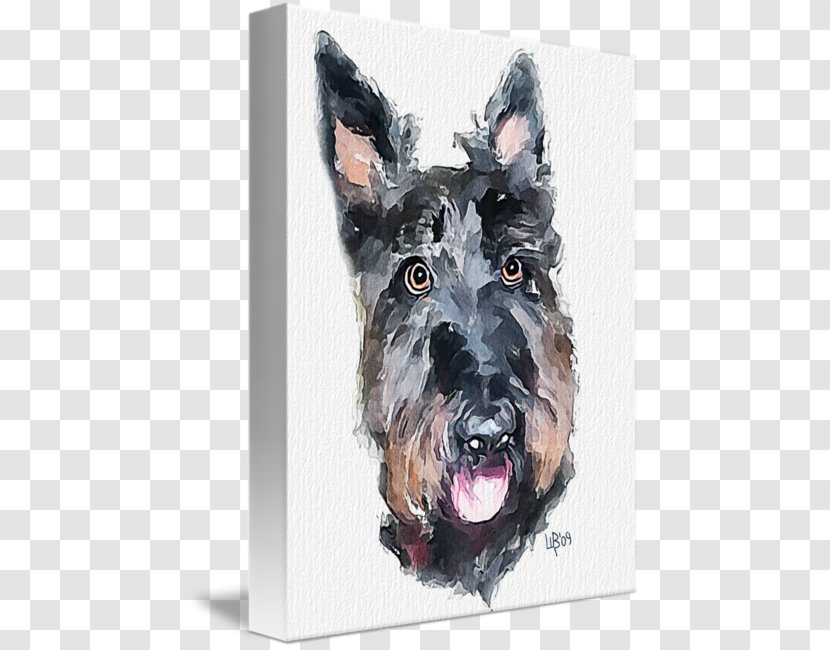 Miniature Schnauzer Scottish Terrier Dog Breed Snout Transparent PNG